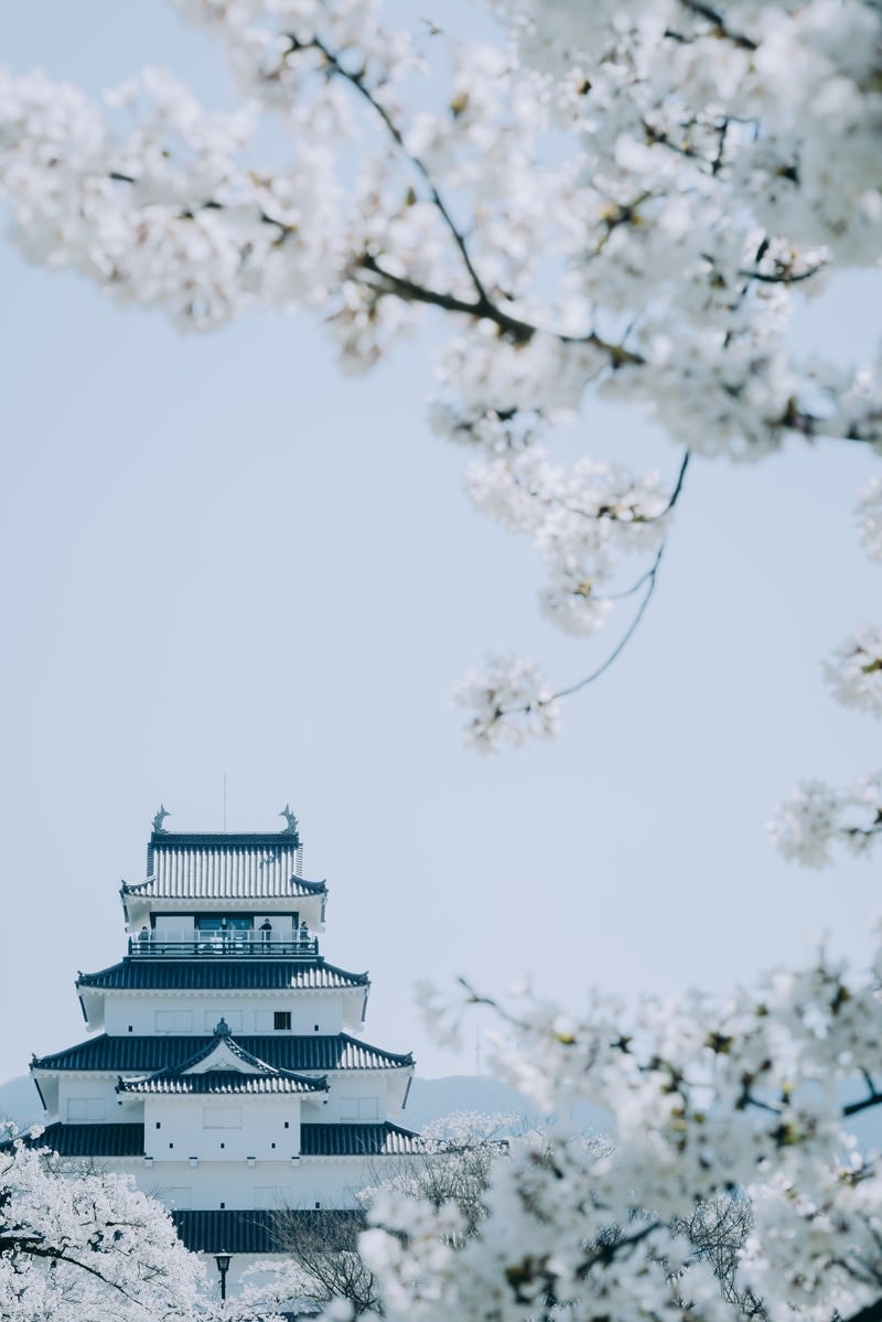 「桜越しの鶴ヶ城（福島県会津若松市）」の写真