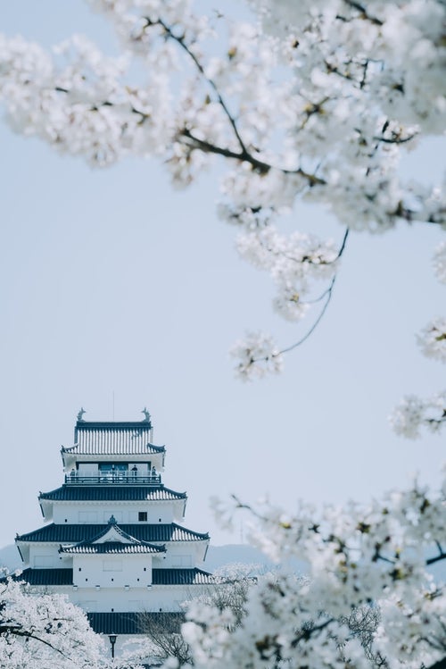 桜越しの鶴ヶ城（福島県会津若松市）の写真