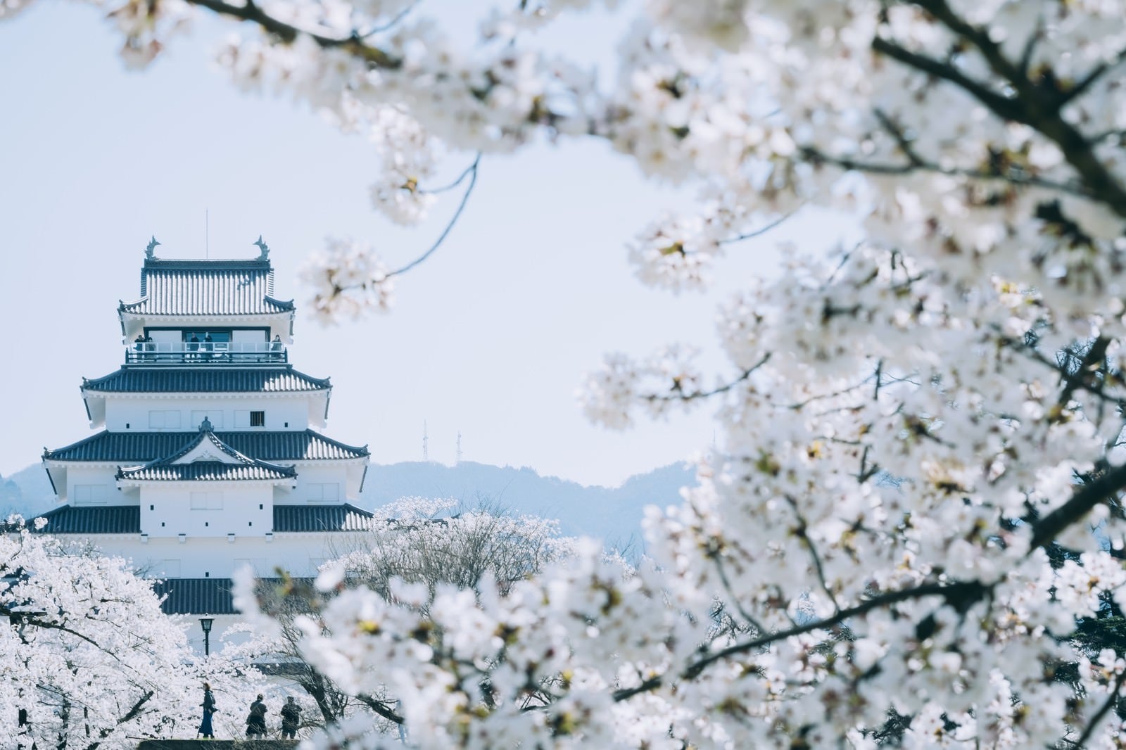 「満開の桜に囲まれた鶴ヶ城の様子」の写真