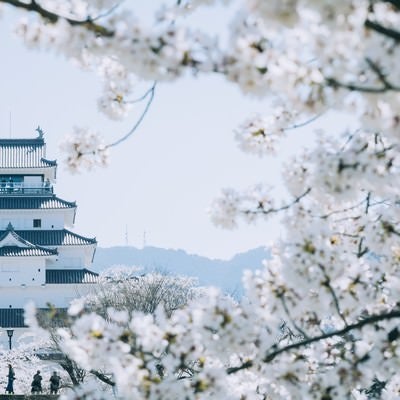 満開の桜に囲まれた鶴ヶ城の様子の写真