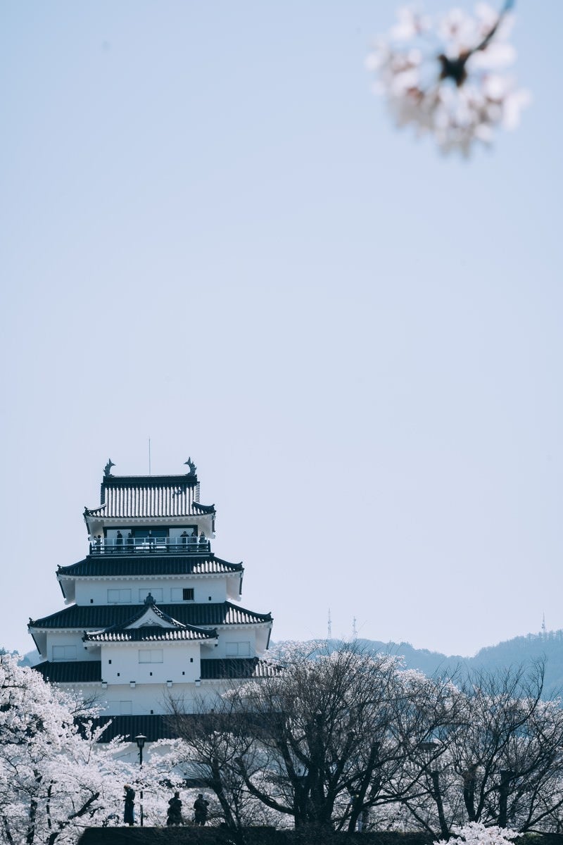 「桜咲く鶴ヶ城」の写真