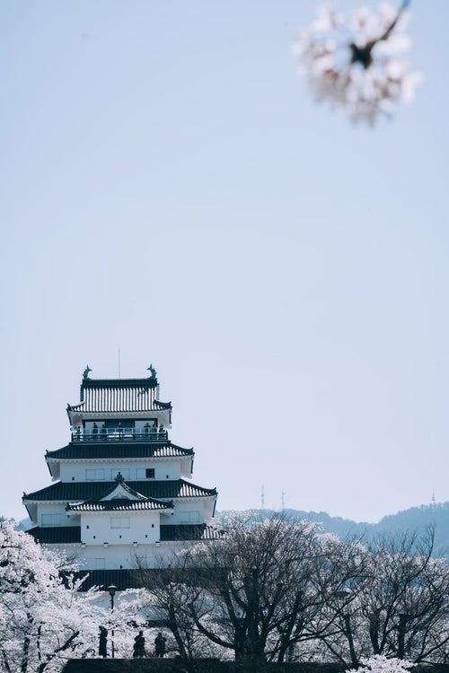 桜咲く鶴ヶ城の写真