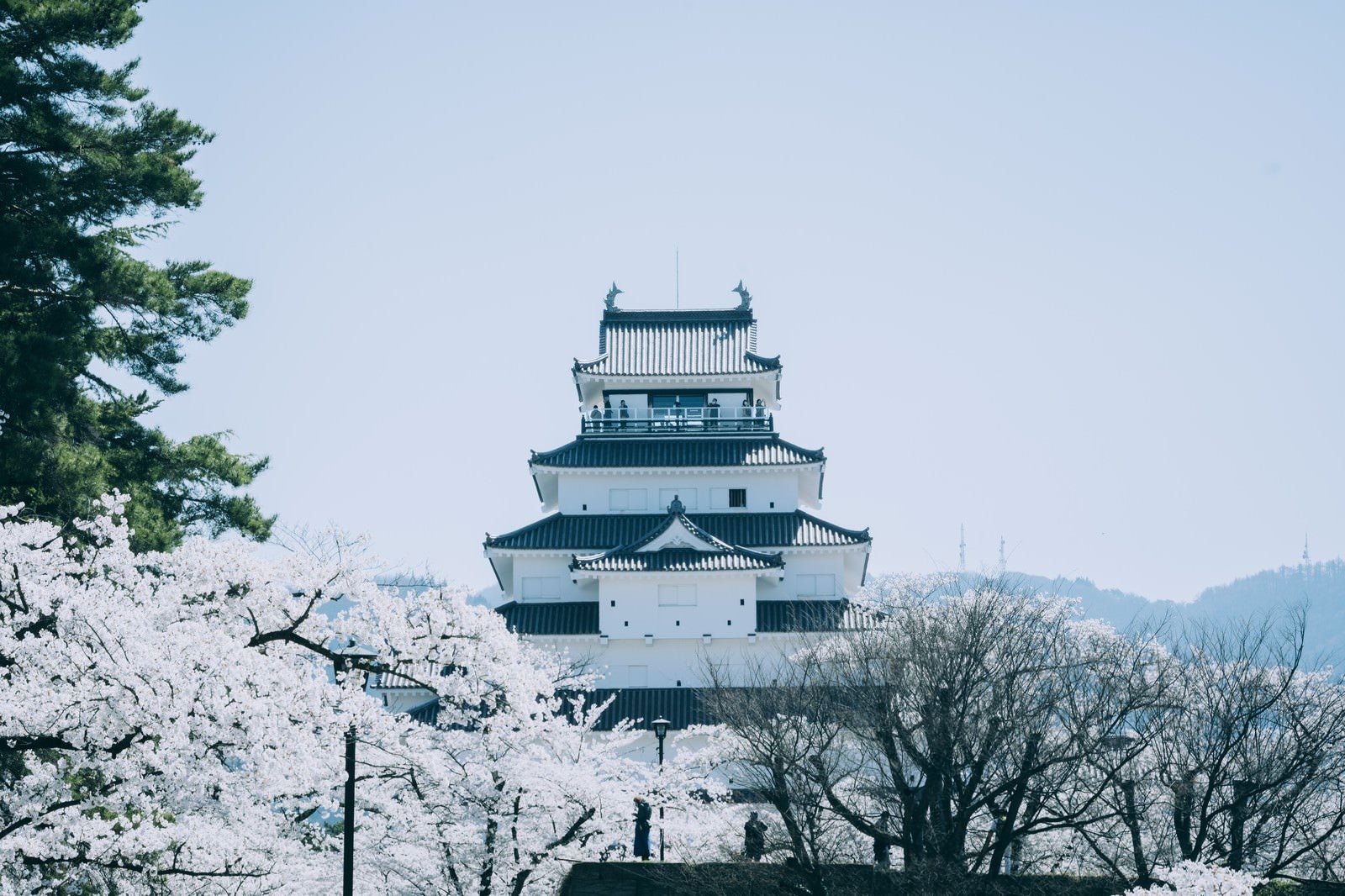 「佇む鶴ヶ城と桜（福島県会津若松市）」の写真