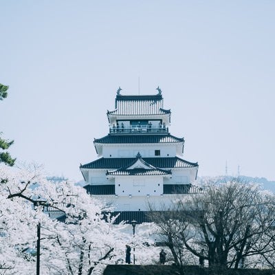 佇む鶴ヶ城と桜（福島県会津若松市）の写真