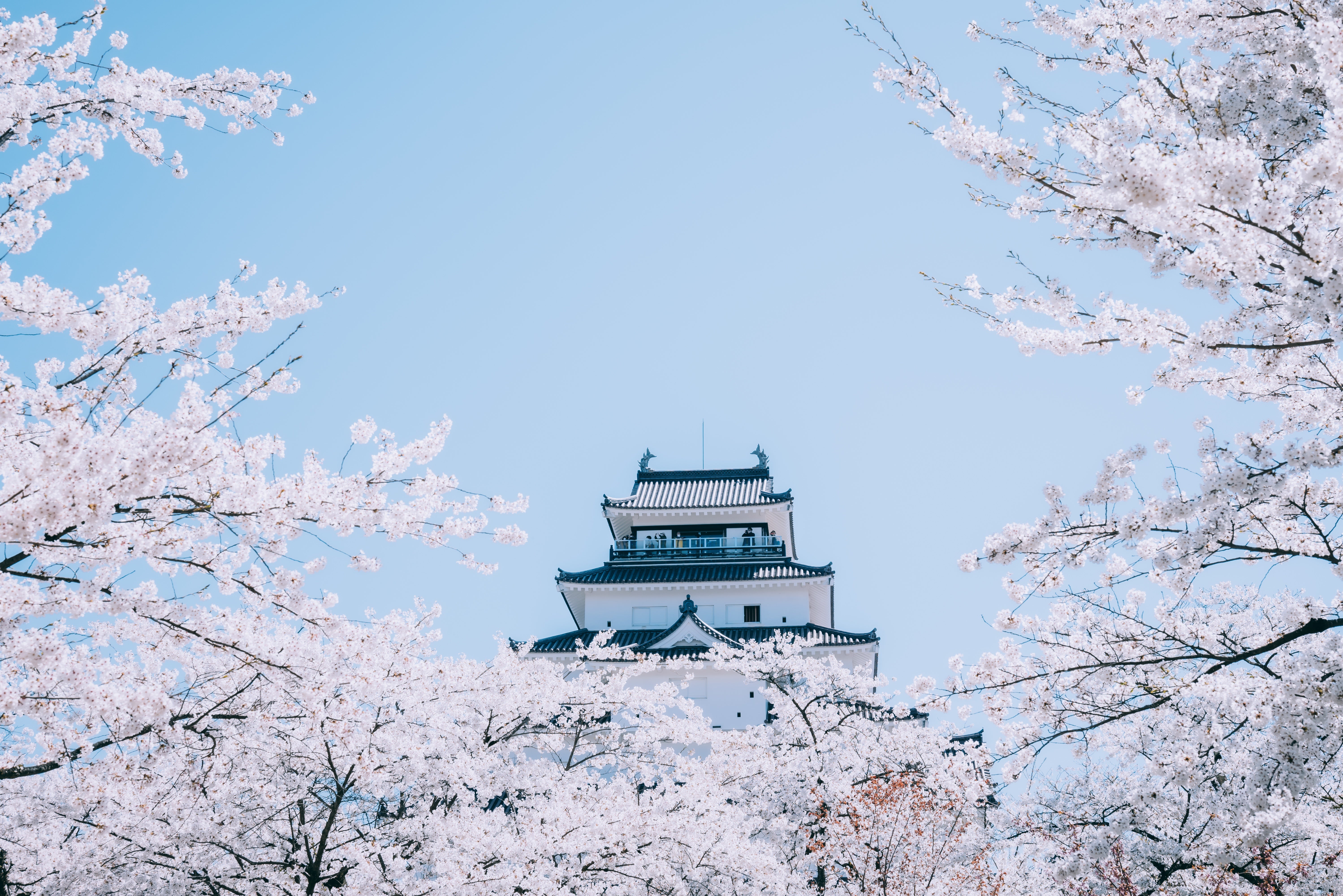 桜に浮かぶ鶴ヶ城（福島県会津若松市）の無料写真素材 - ID.73517