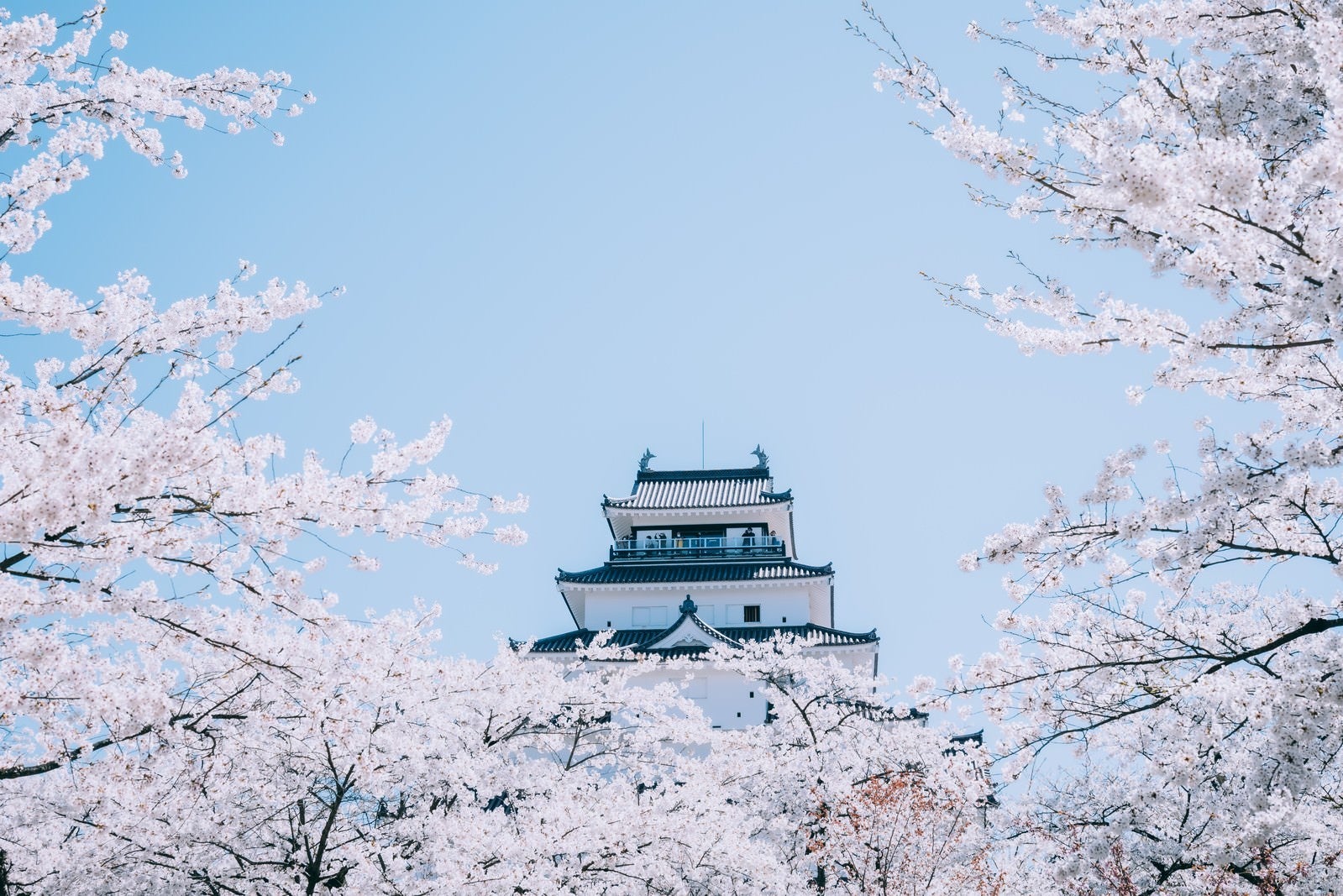 「桜に浮かぶ鶴ヶ城（福島県会津若松市）」の写真