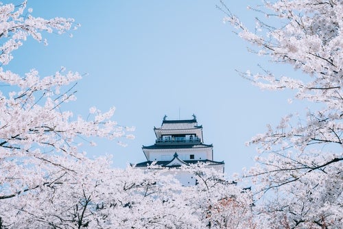 桜に浮かぶ鶴ヶ城（福島県会津若松市）の写真