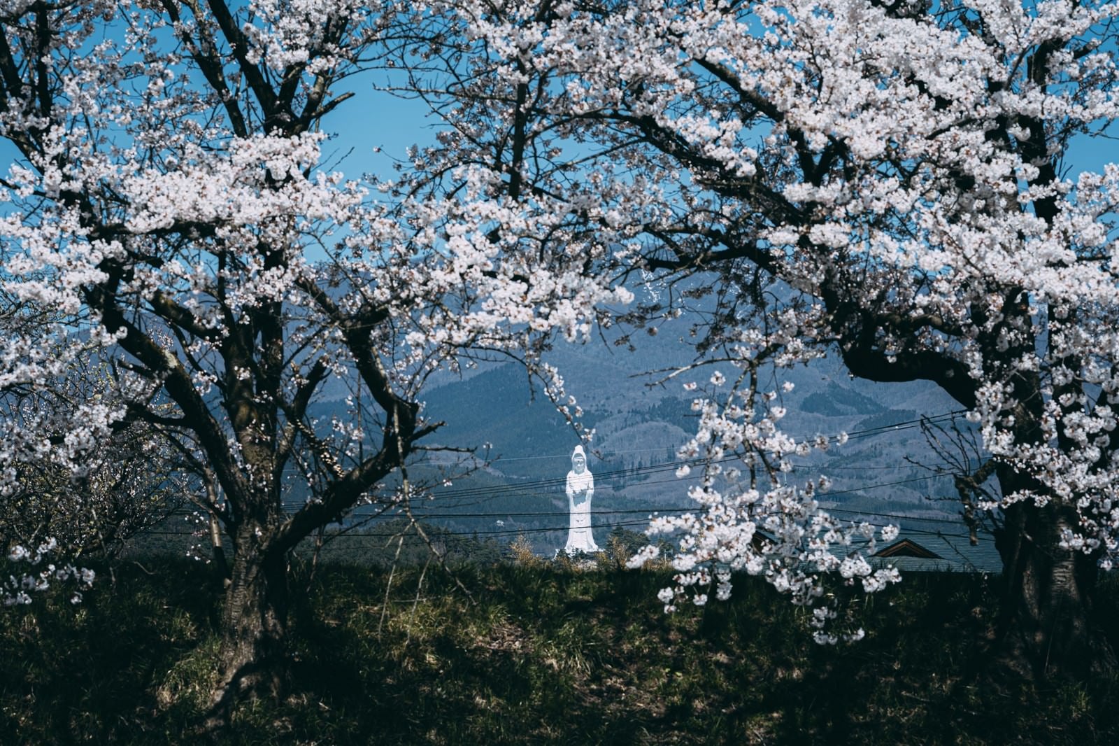 「桜と会津慈母大観音像」の写真