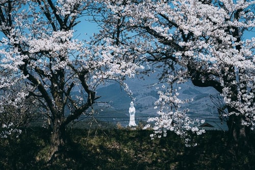 桜と会津慈母大観音像の写真