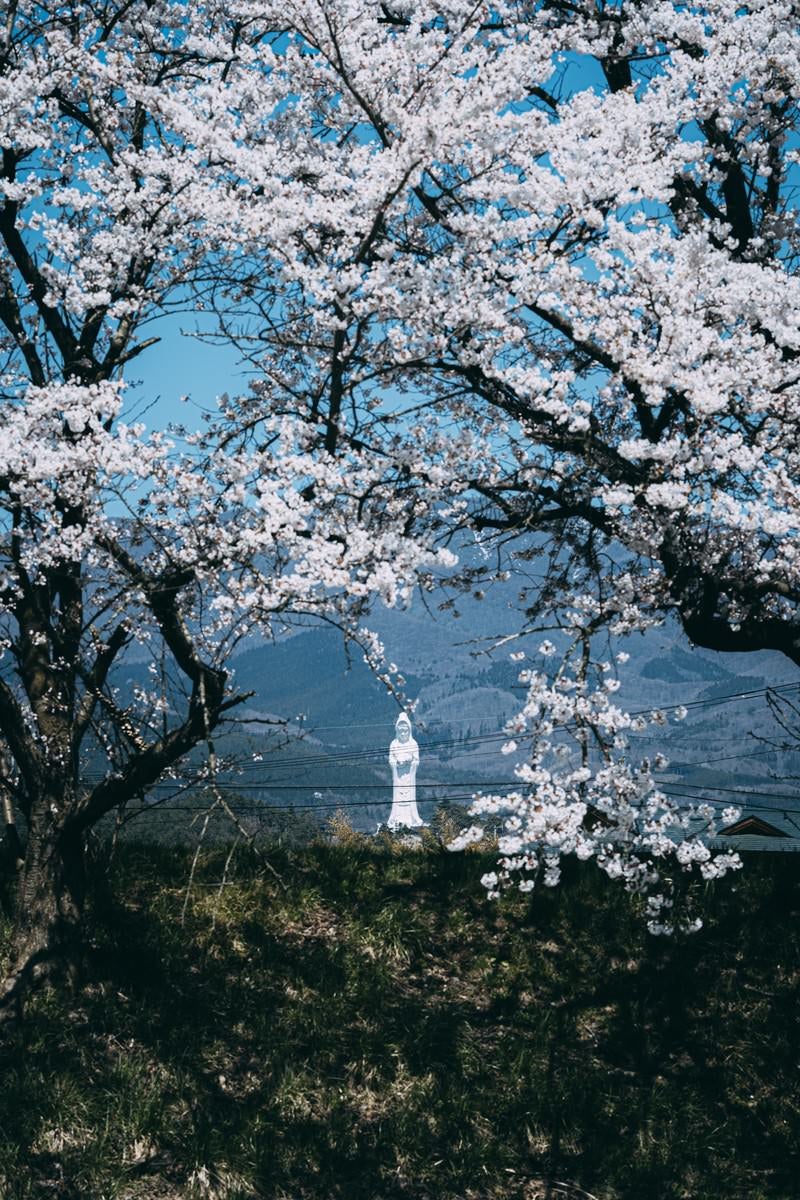 「桜の間から見える会津慈母大観音像」の写真