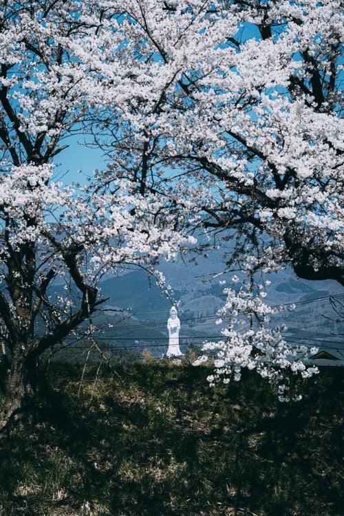 桜の間から見える会津慈母大観音像の写真