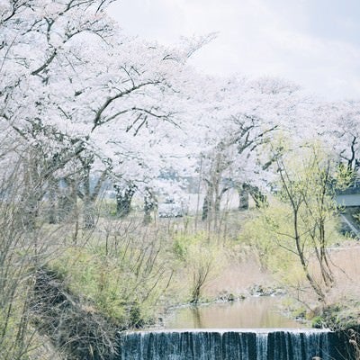 桜並木と流れる小川（福島県会津若松市）の写真