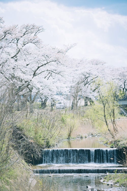 桜並木と流れる小川（福島県会津若松市）の写真