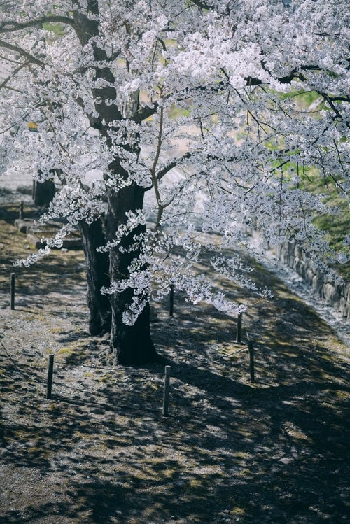 満開の桜と伸びる影の写真