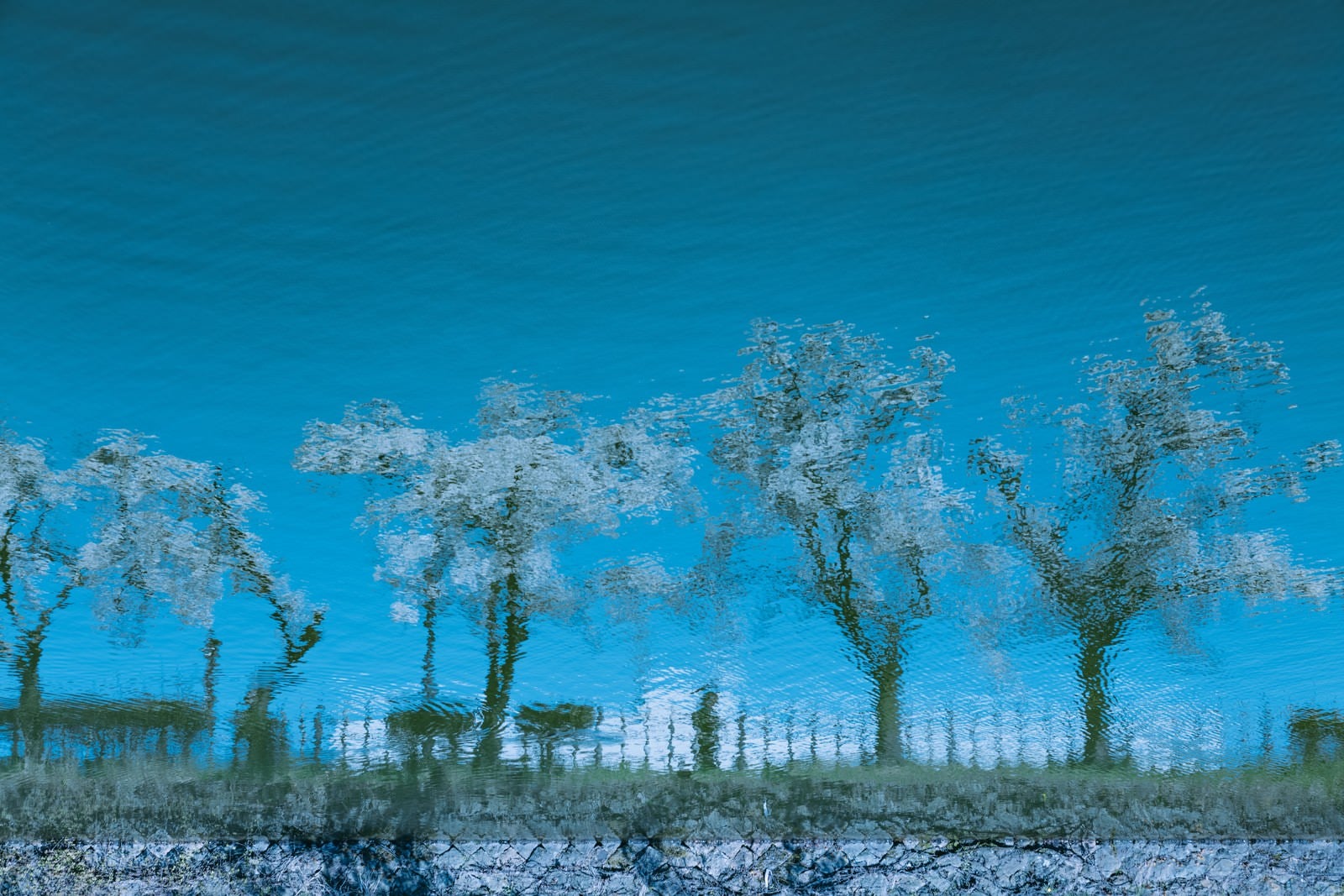「水面に映る桜並木」の写真