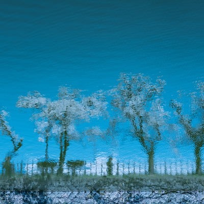 水面に映る桜並木の写真