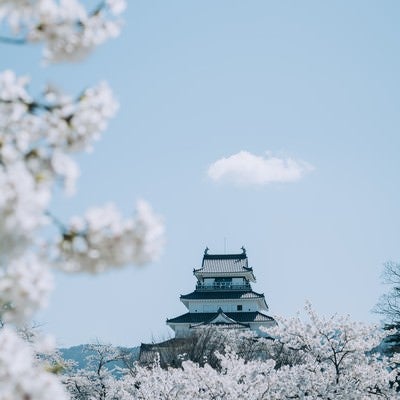 桜咲く春の鶴ヶ城の写真
