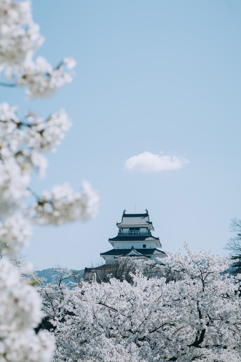 「桜咲く春の鶴ヶ城」の写真
