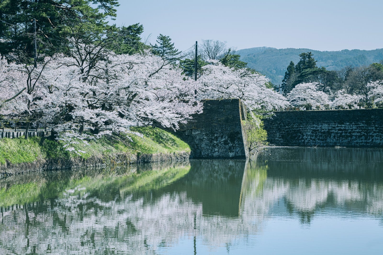 「水面に映る桜と石垣（福島県会津若松市）」の写真