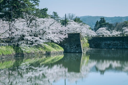 水面に映る桜と石垣（福島県会津若松市）の写真