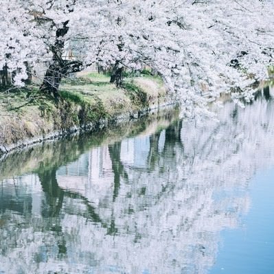 水鏡に映る満開の桜の写真