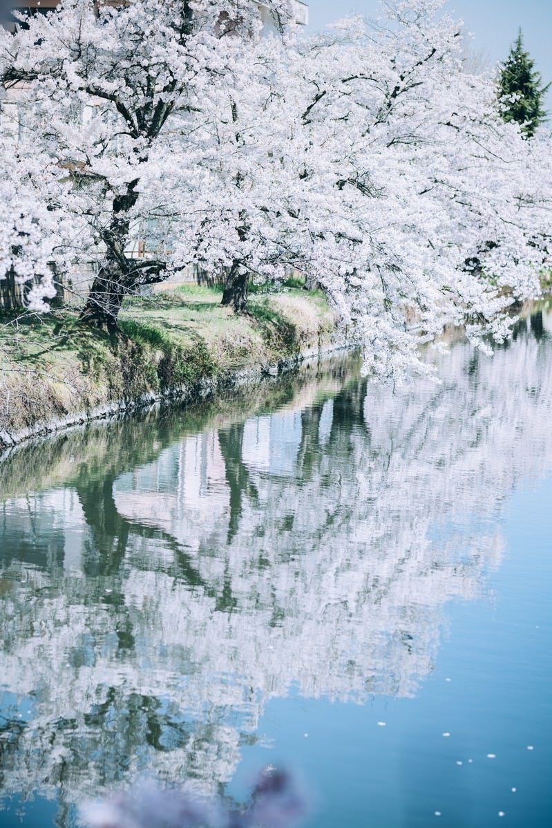 「水鏡に映る満開の桜」の写真