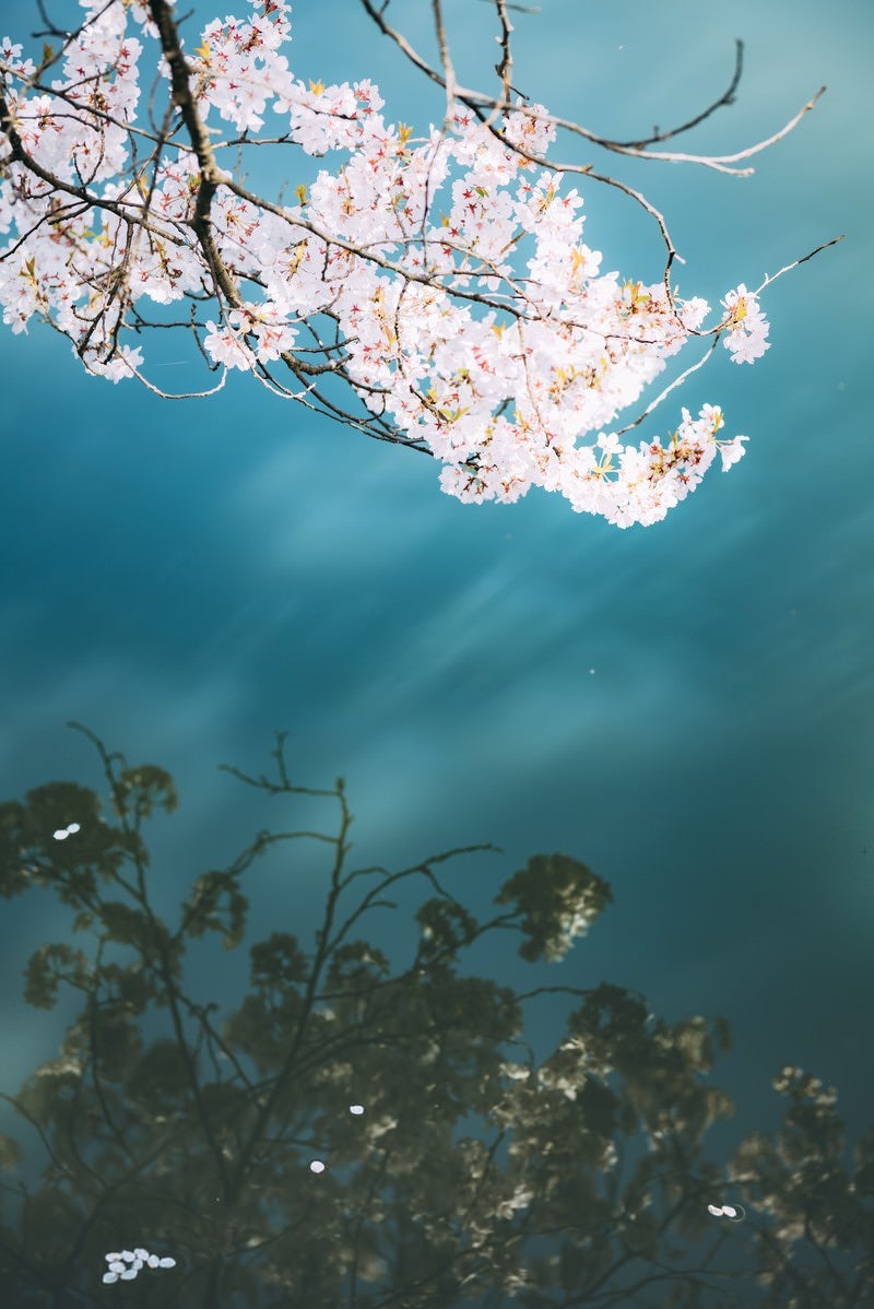 「水面に映る青空と桜」の写真