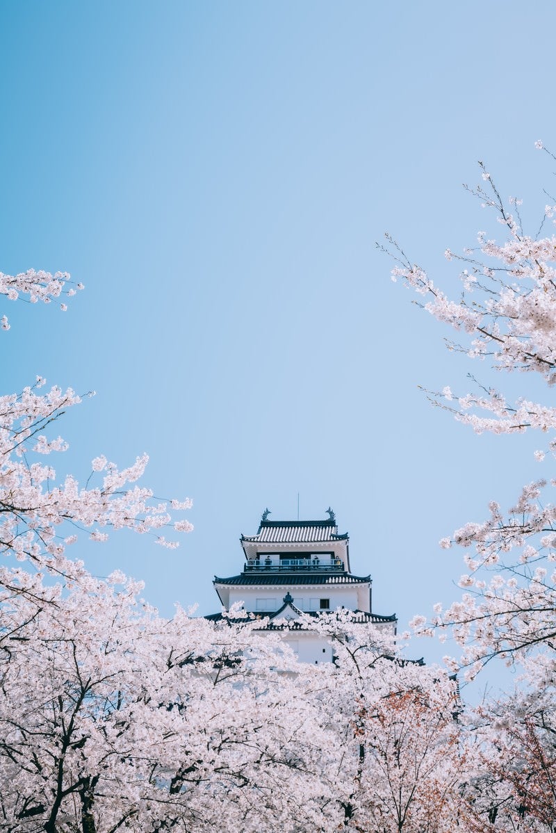 「桜並木から顔を出す鶴ヶ城（福島県会津若松市）」の写真