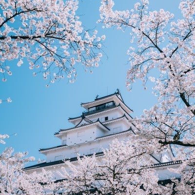 桜映えする鶴ヶ城の写真