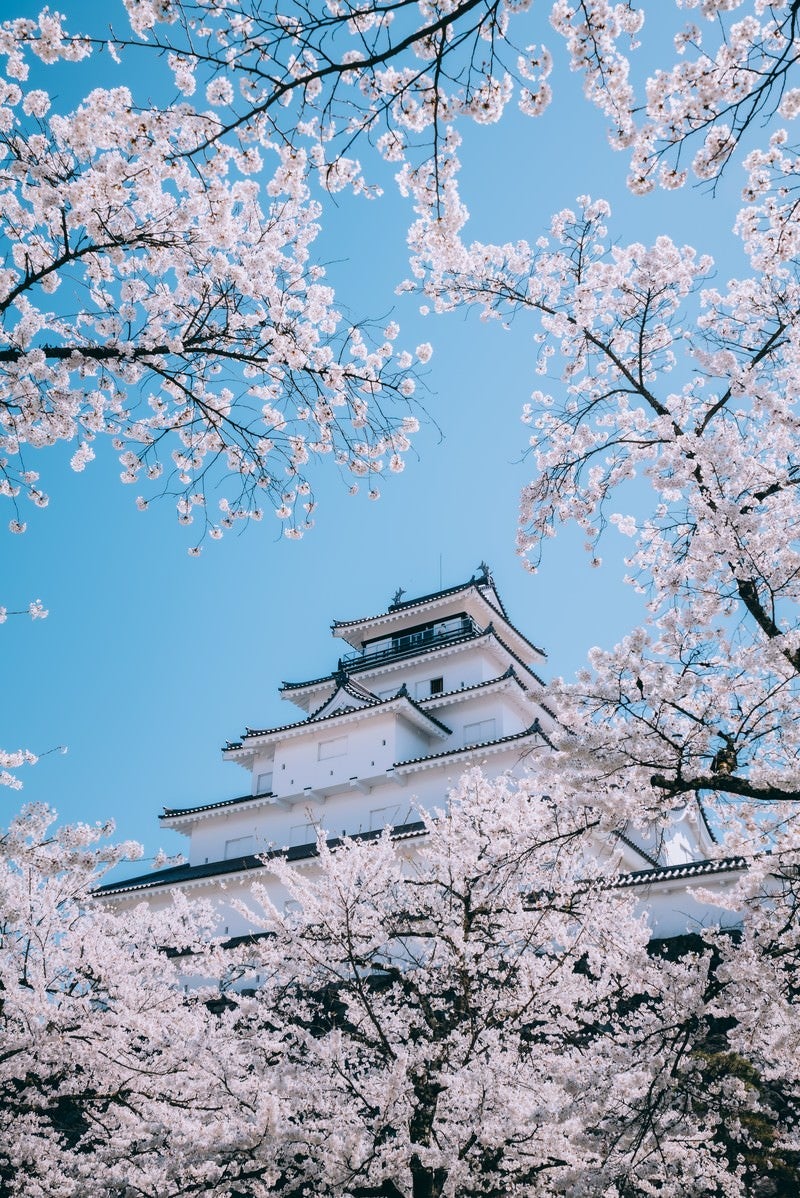 「桜映えする鶴ヶ城」の写真