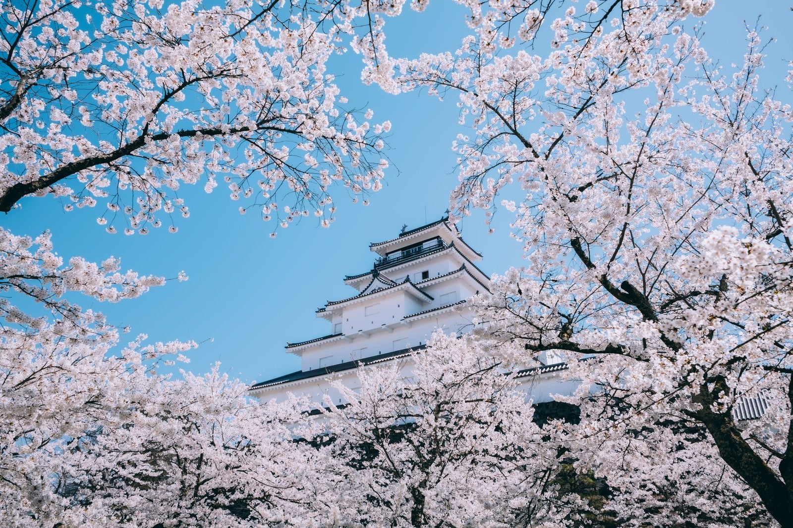 「桜の向こうに見える鶴ヶ城（福島県会津若松市）」の写真