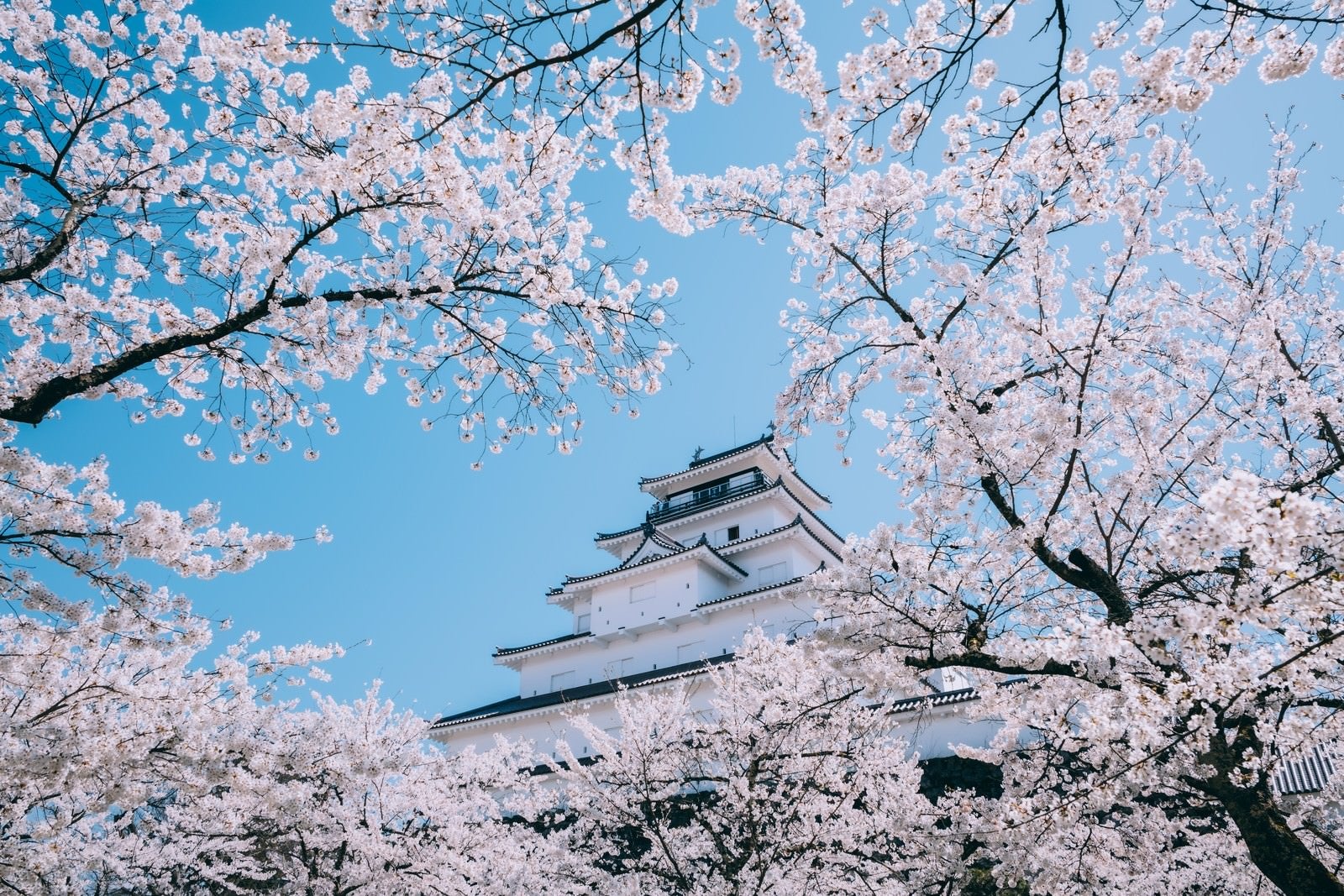 「鶴ヶ城を彩る桜（,福島県会津若松市）」の写真