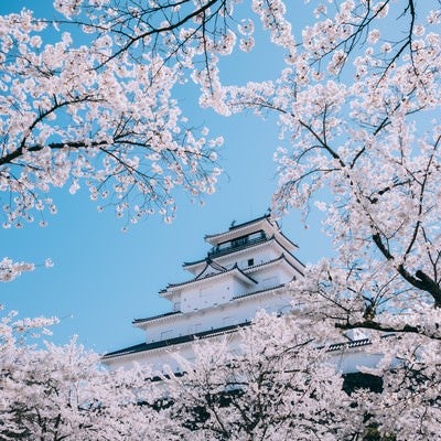鶴ヶ城を彩る桜（,福島県会津若松市）の写真