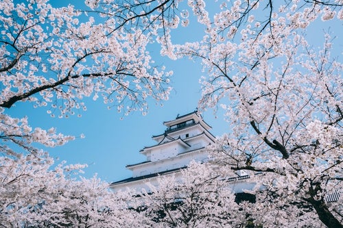鶴ヶ城を彩る桜（,福島県会津若松市）の写真