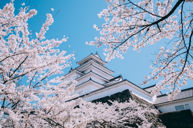 見上げた桜と鶴ヶ城（福島県会津若松市）の写真