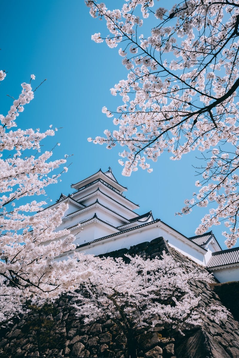 「雲一つない青空と桜咲く鶴ヶ城（福島県会津若松市）」の写真