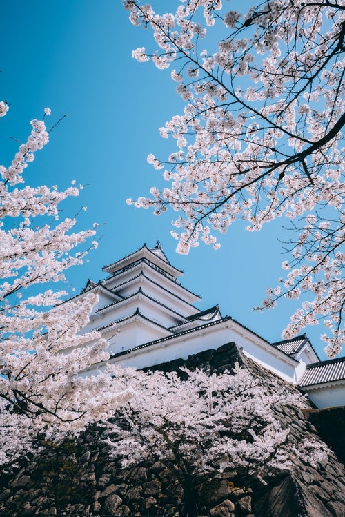 雲一つない青空と桜咲く鶴ヶ城（福島県会津若松市）の写真