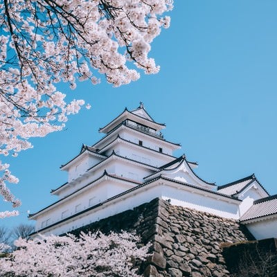 鶴ヶ城と桜の構図の写真
