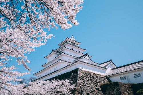 鶴ヶ城と桜の構図の写真