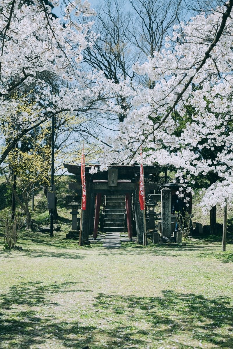 「桜と鶴ヶ城稲成神社（福島県会津若松市）」の写真