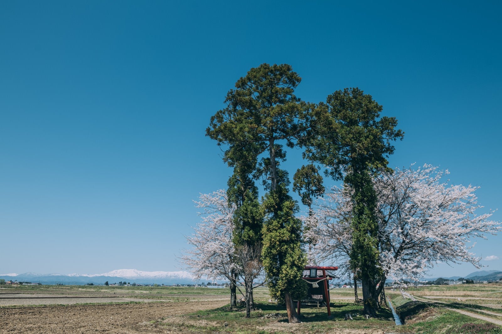 「田畑の中にぽつんとある桜の木と社」の写真