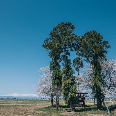 田畑の中にぽつんとある桜の木と社の写真