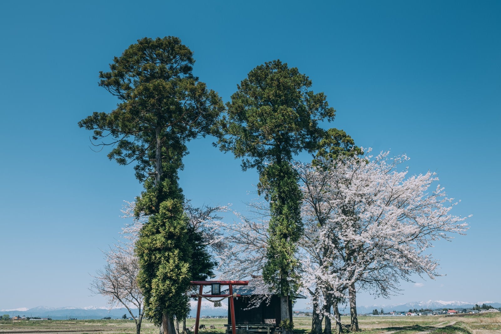 「青空に伸びる大木と社」の写真