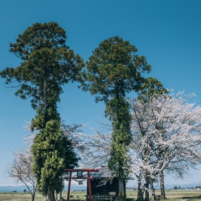 青空に伸びる大木と社の写真