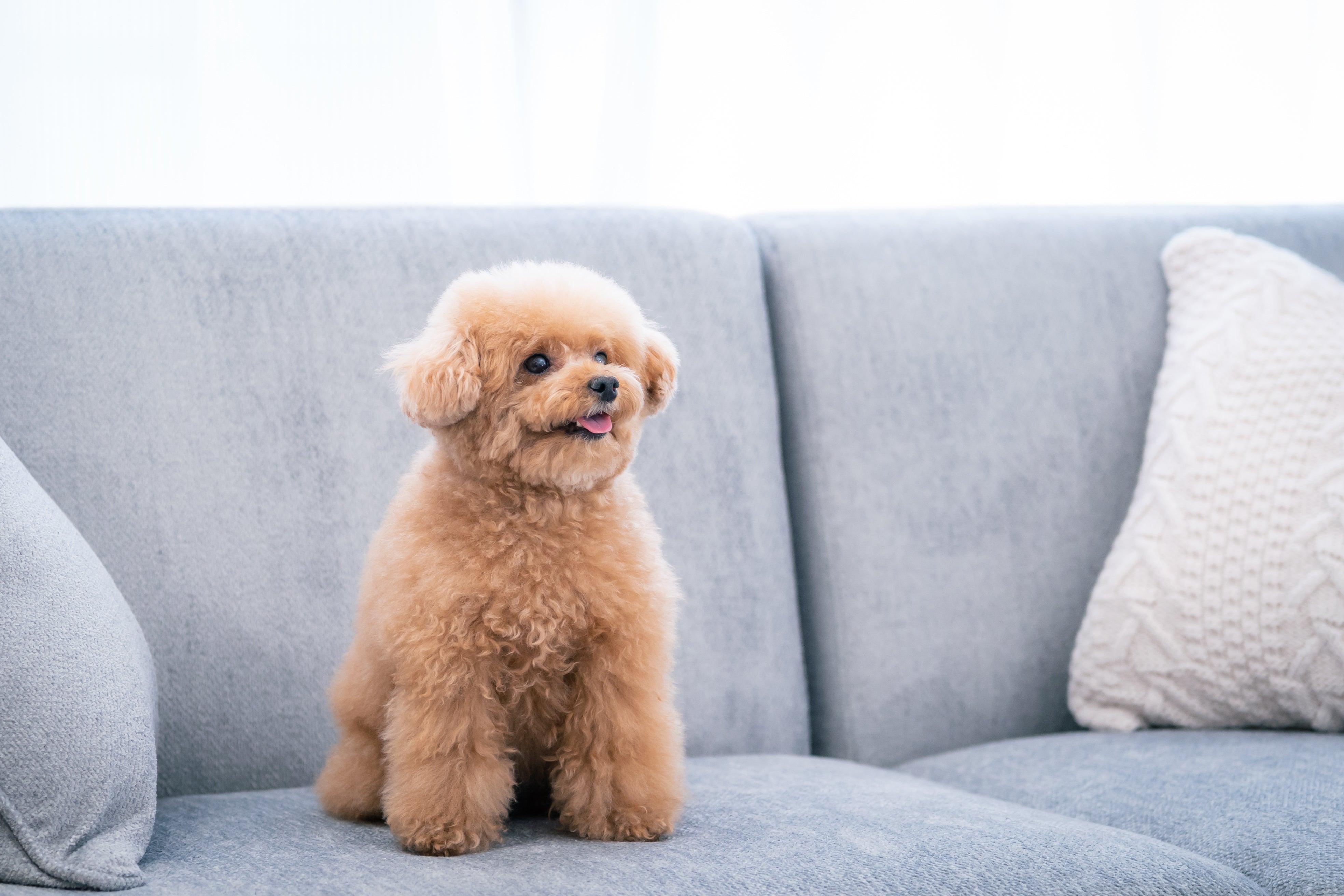 ソファーの上でお座りするトイプードルの無料の写真素材 - ID.78940