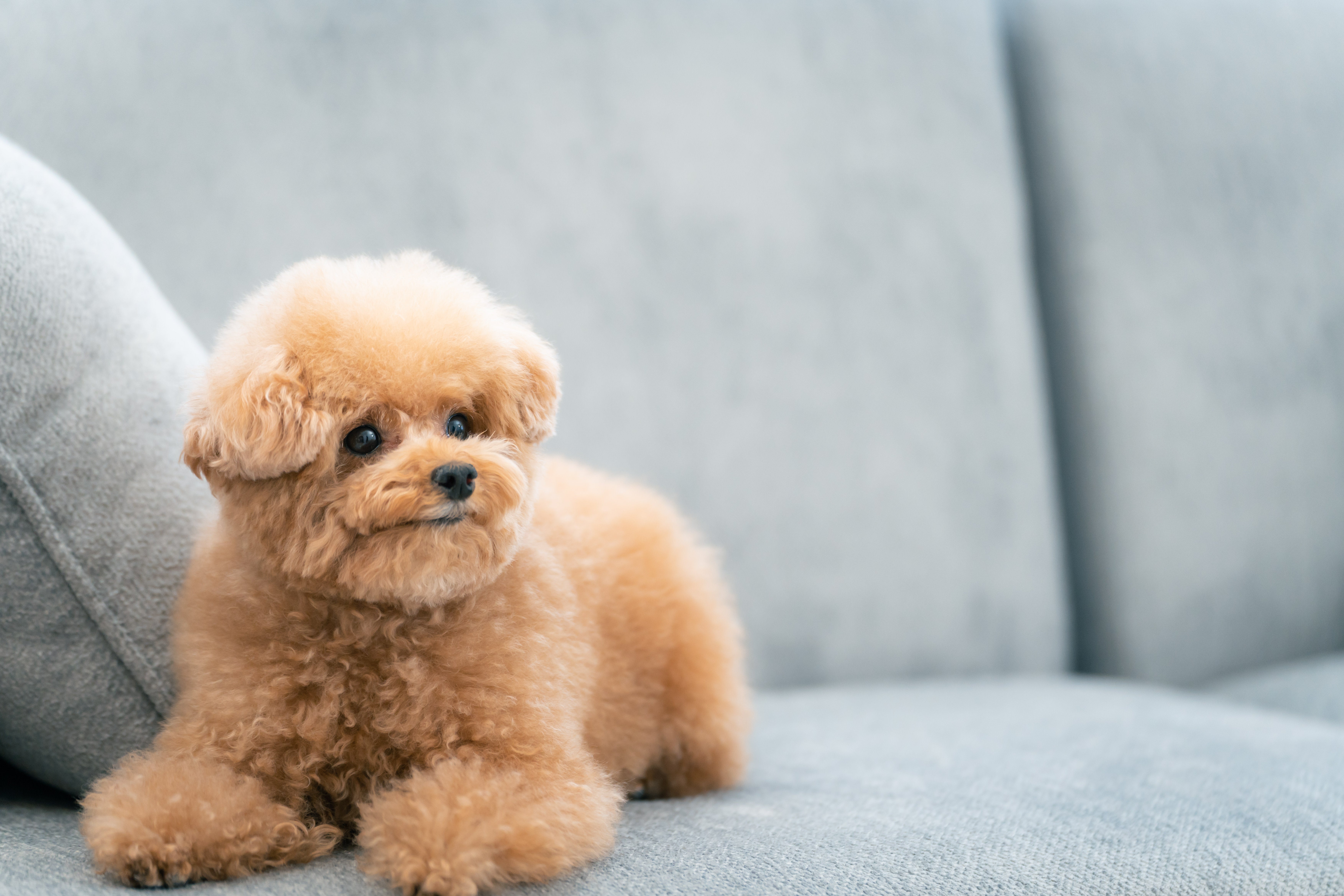 ソファーで伏せするトイプードルの無料の写真素材 - ID.78944｜フリー