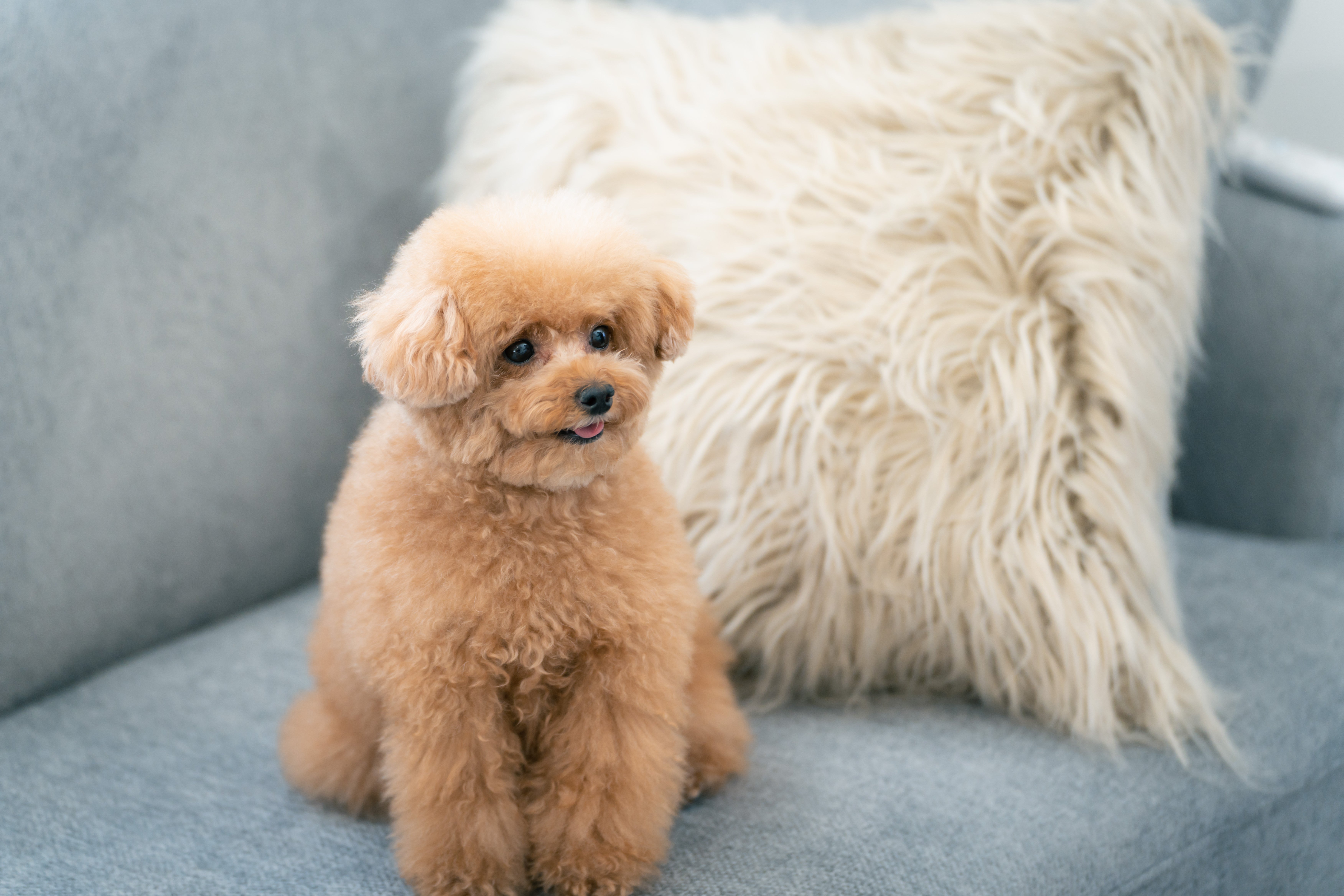 ソファーの上で行儀よくお座りするトイプードルの無料の写真素材 - ID