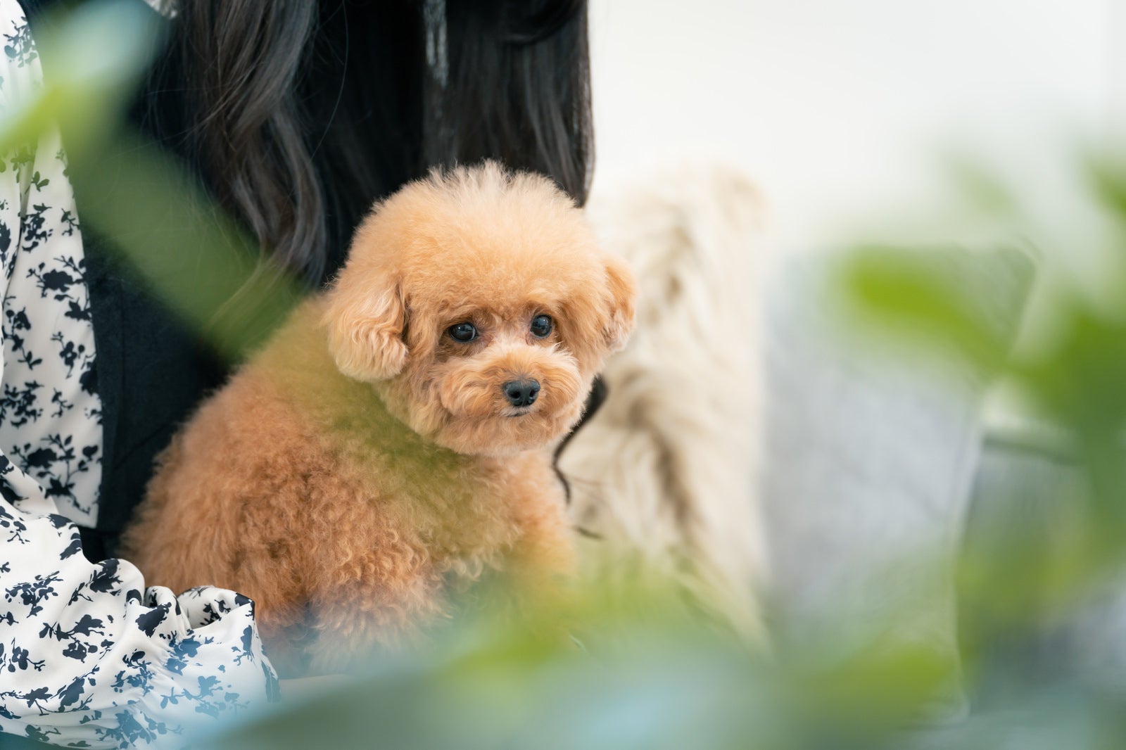 Toy Poodle Being Held by Its Owner - free stock photo