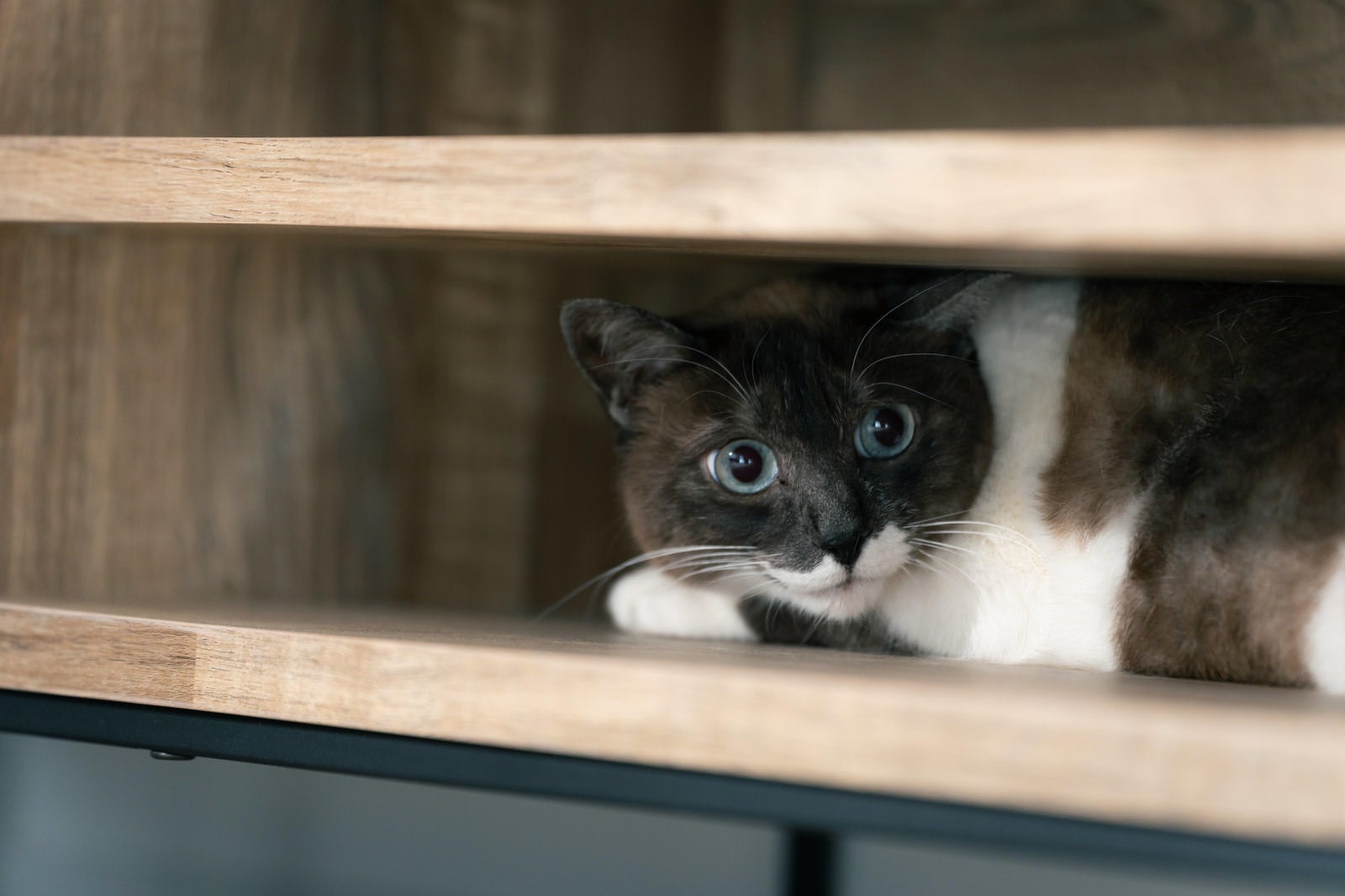 「狭い戸棚に隠れる猫」の写真