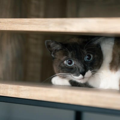 狭い戸棚に隠れる猫の写真